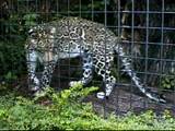 Jaguar in the cage, zoo garden.