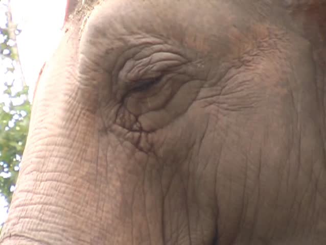 elephant
