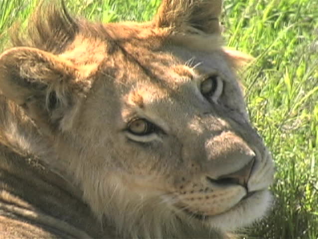 Female lion with flies on her face after eating