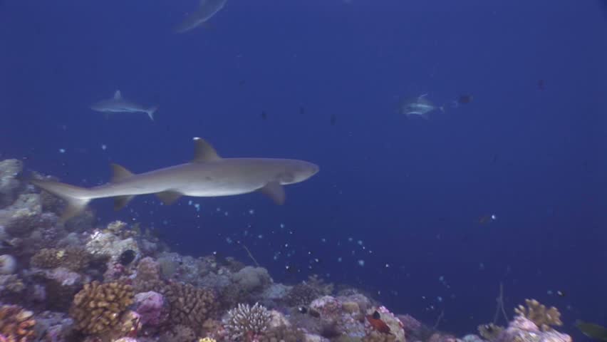 Several gray reef and whitetip sharks