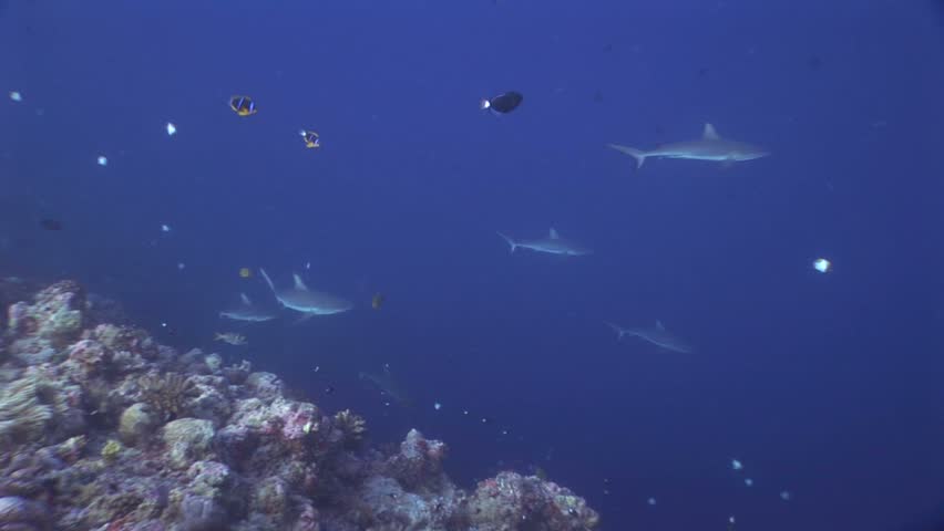 Several gray reef and whitetip sharks