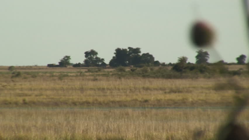 Focus in: African Savannah to Spiky Weed