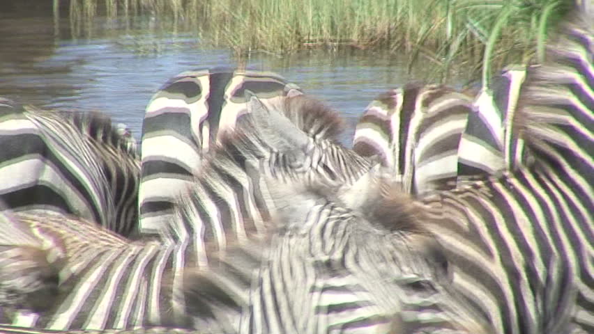 Herd of Zebra running out of water: Close-up