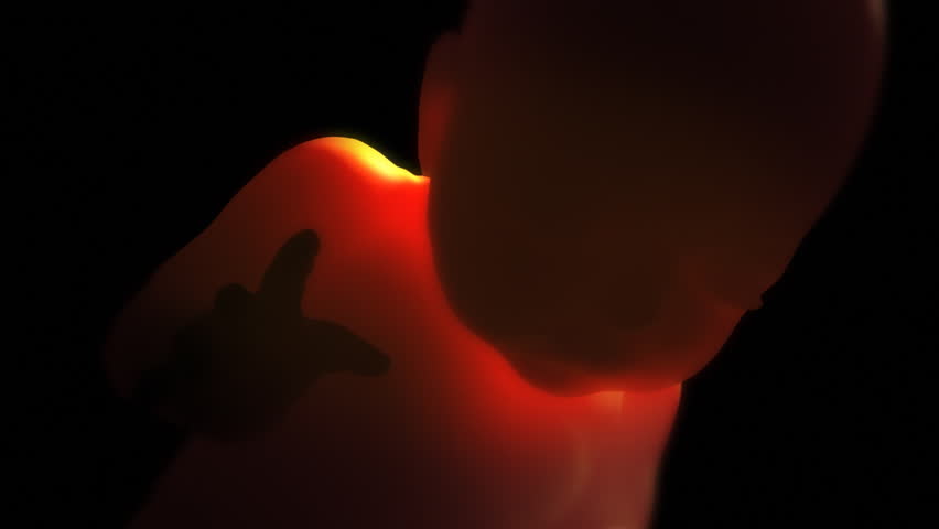 Unborn Baby in the Womb