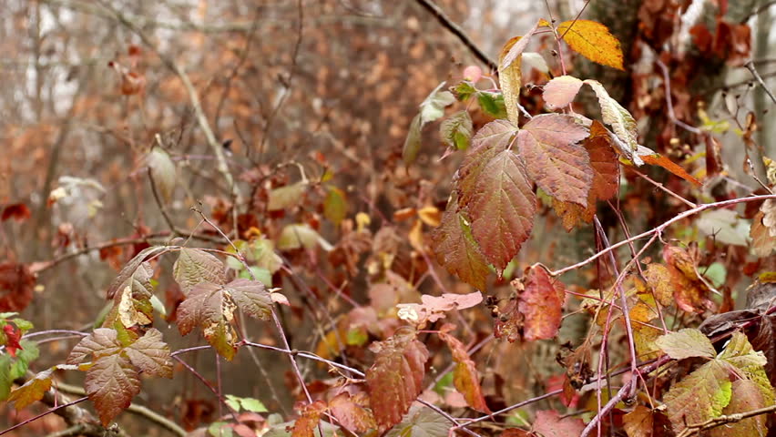 nature background