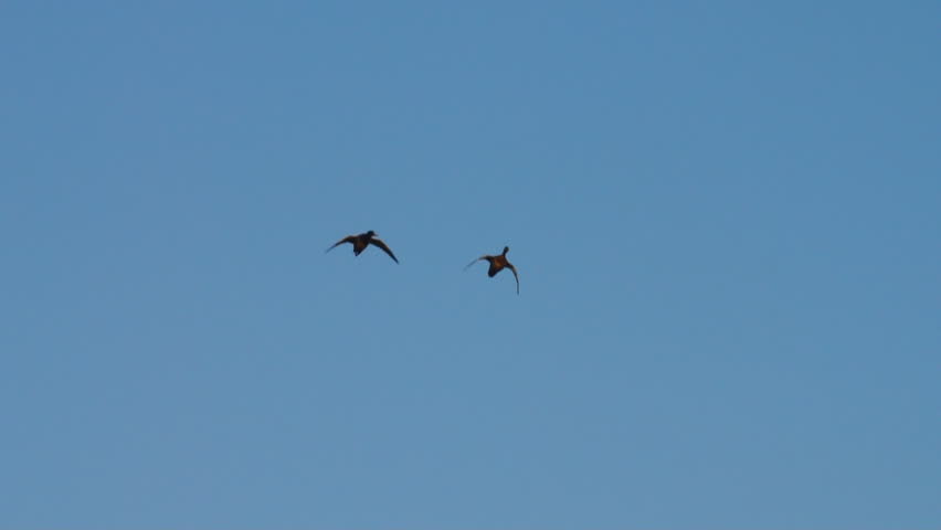 Mallard Ducks (Anas platyrhynchos) cupped and committed