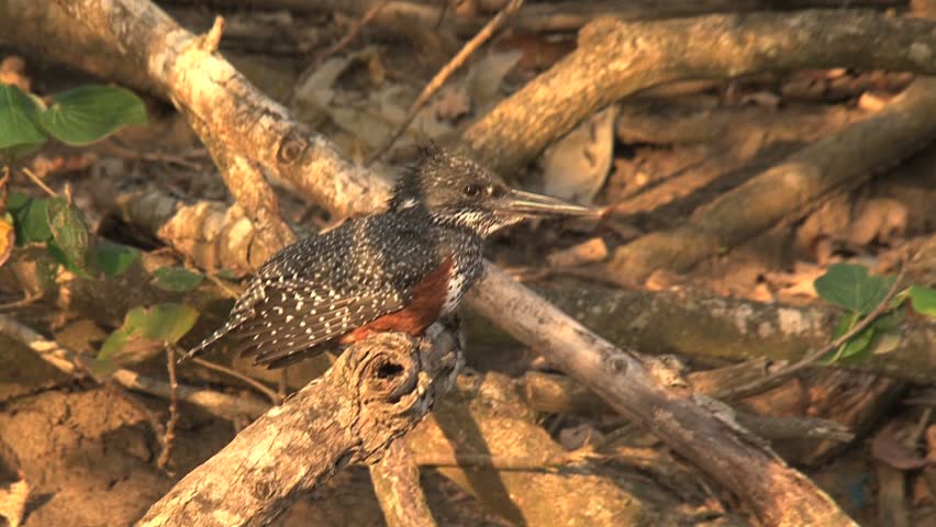 Blackbird with long beak and white spots