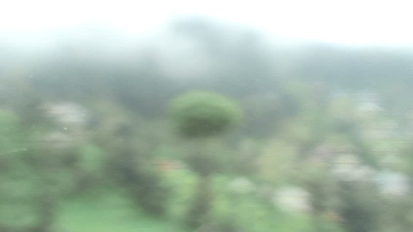 Focus in: Lone Pine in McLeod Ganj (Dharamsala)