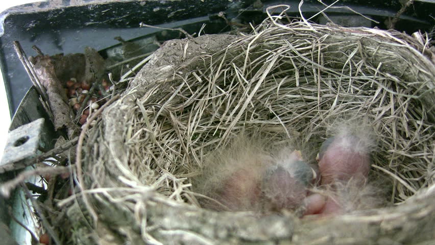 close-up robin feeding baby chicks
