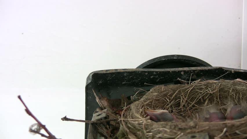 robin feeds chicks in the nest