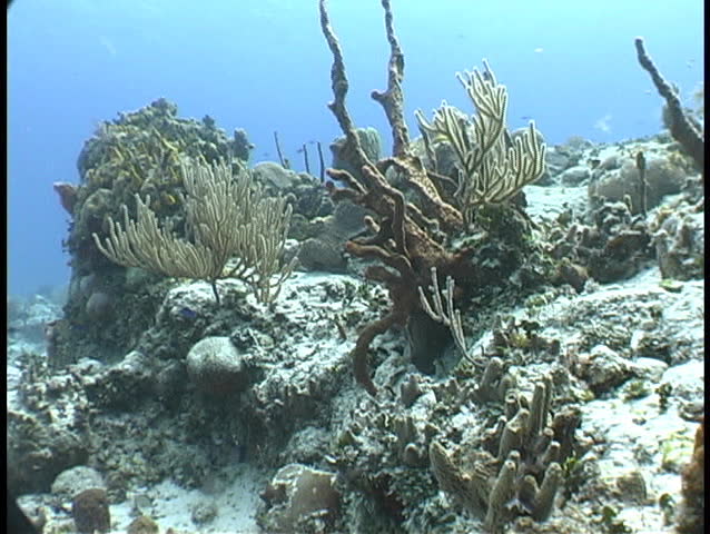 Reef scene