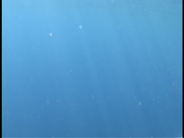 Shark swims by camera