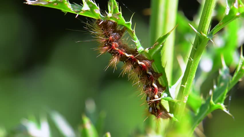 Header of Acronicta