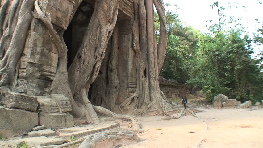 Tilt-up and down over a tree at Ta Prohm