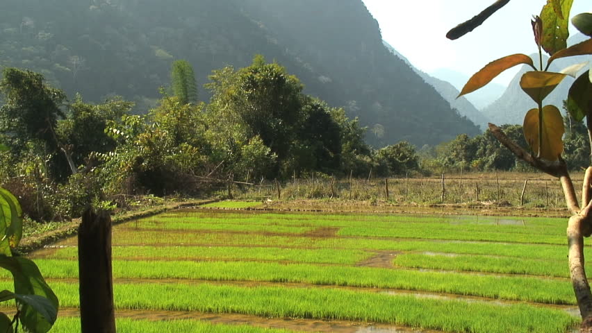 Rice paddy in lowland valley