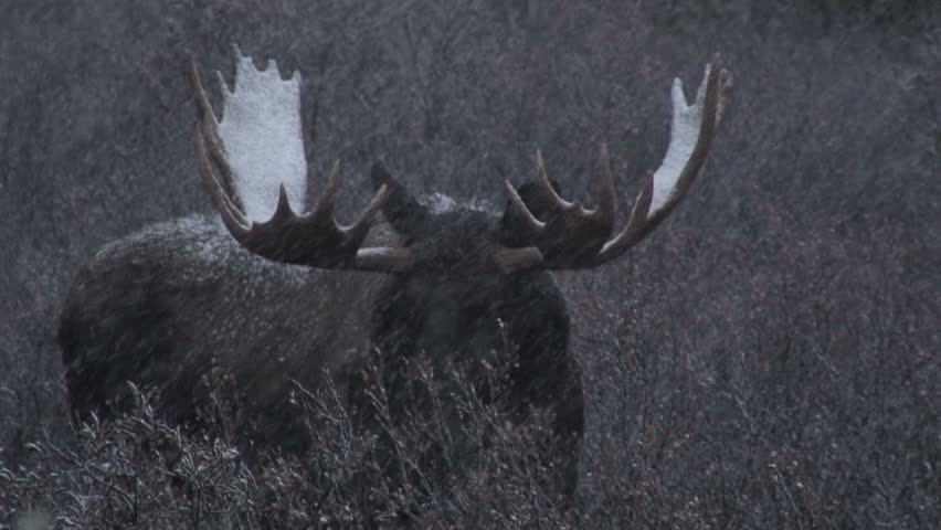Moose With Snow Covered Antlers Turns head To Side