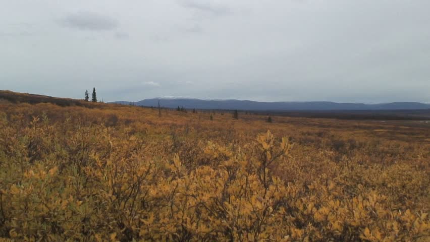 Pan Over Rustling Leaves And Wide Expanse