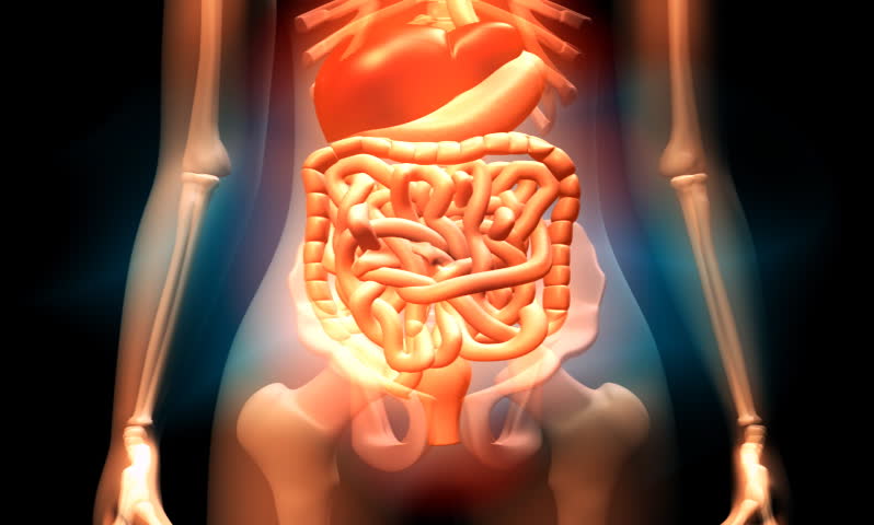 Stomach Anatomy Stock Footage Video | Shutterstock