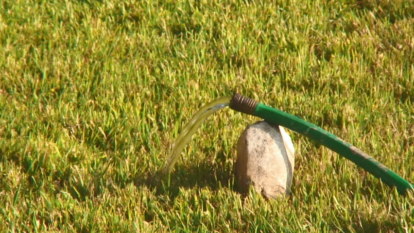 Cat Playing with Hose, Los Angeles