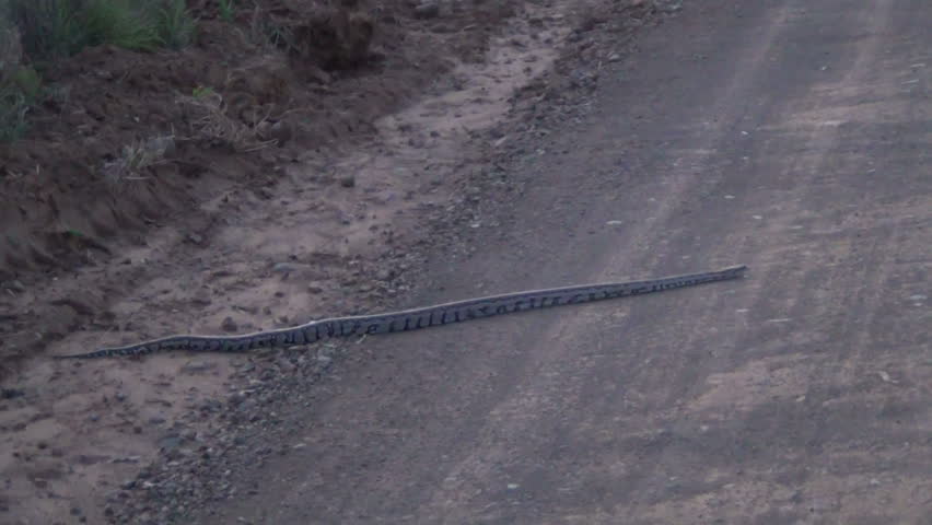 Boa Constrictor crossing the road
