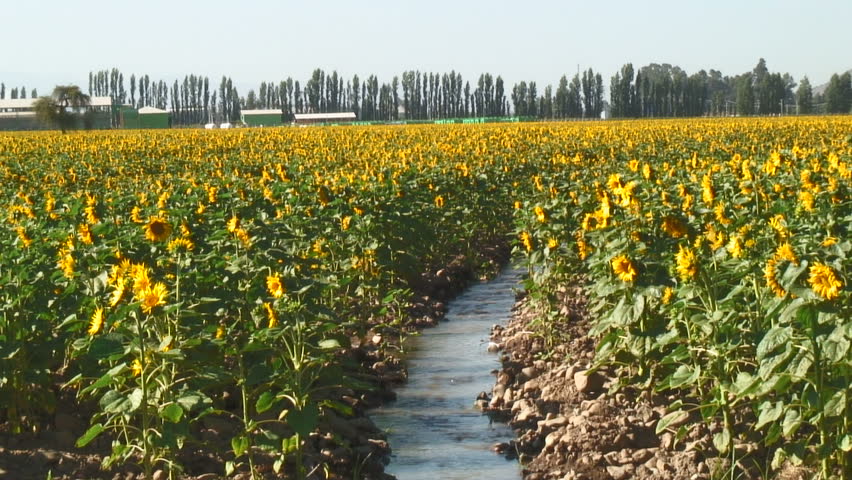 Fantastic Scenery From Sunflower Farm, San Fernando