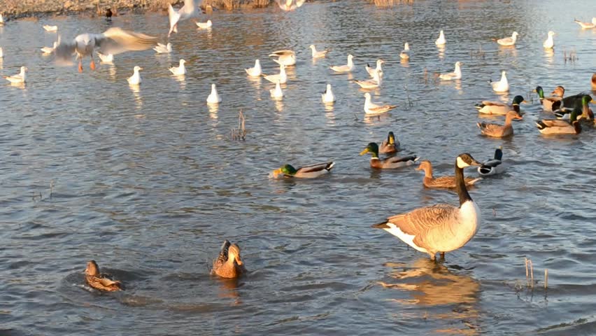 feeding