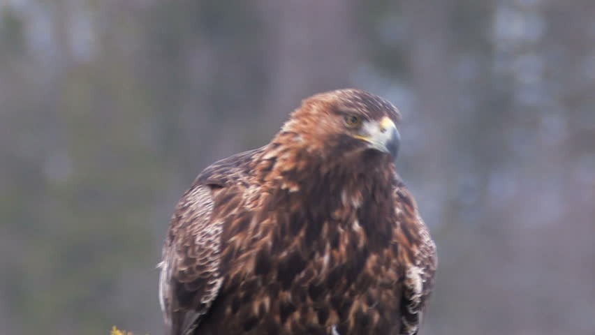golden eagle