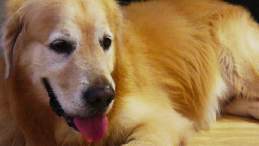 Golden Retriever front view resting