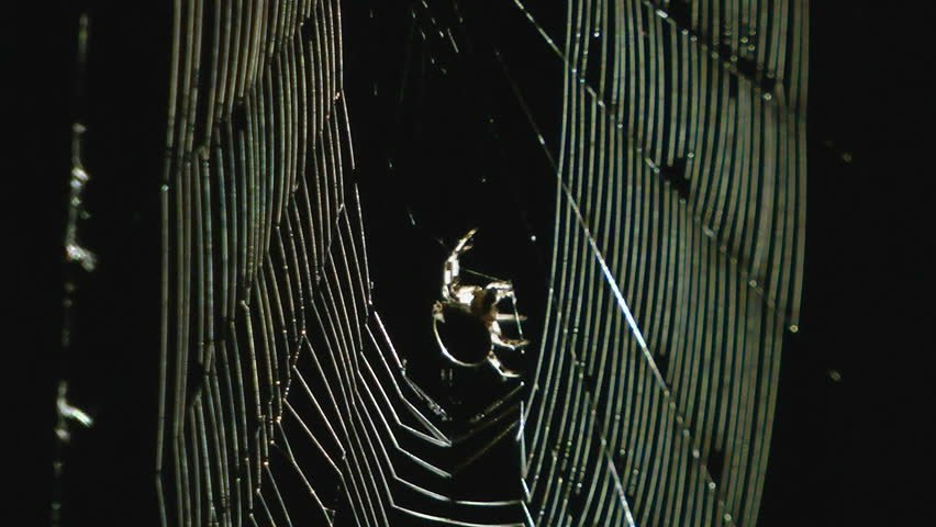 Spider weaves a network