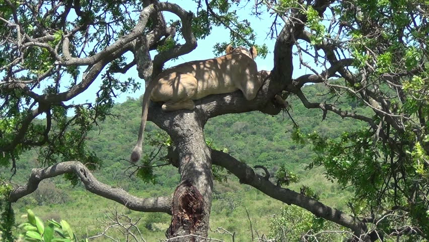 Lioness in tree on the lookout 