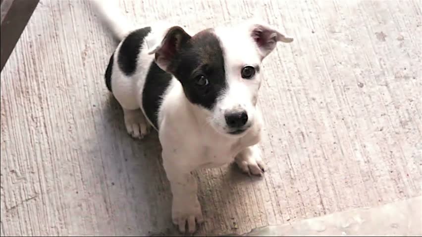 Cute Puppy dog playing