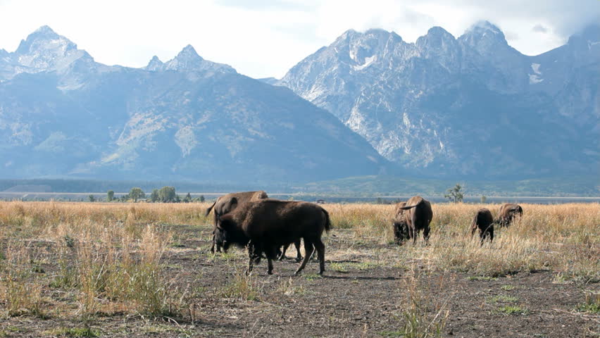 American Bison buffalo and young calf in herd. Grand Teton National Park, Wyoming. Standing side view close. Royal and majestic wildlife. Winter fur. In meadow area.