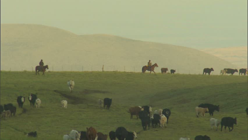 Cowboys and cattle on Parker Ranch, Hawaii