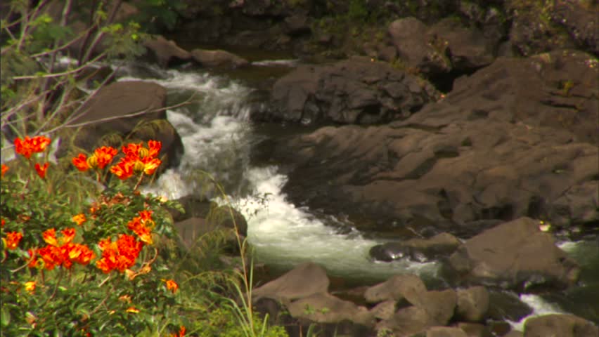 Boiling Pots, stream, Hawaii, flowers, nature, rocks, 