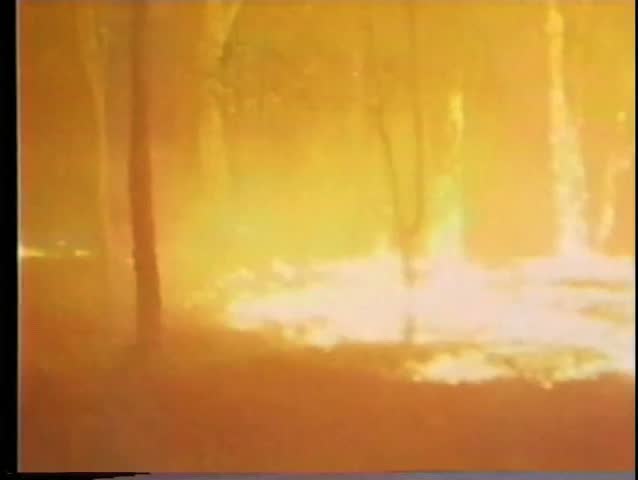 Firefighter trying to put out a raging forest fire