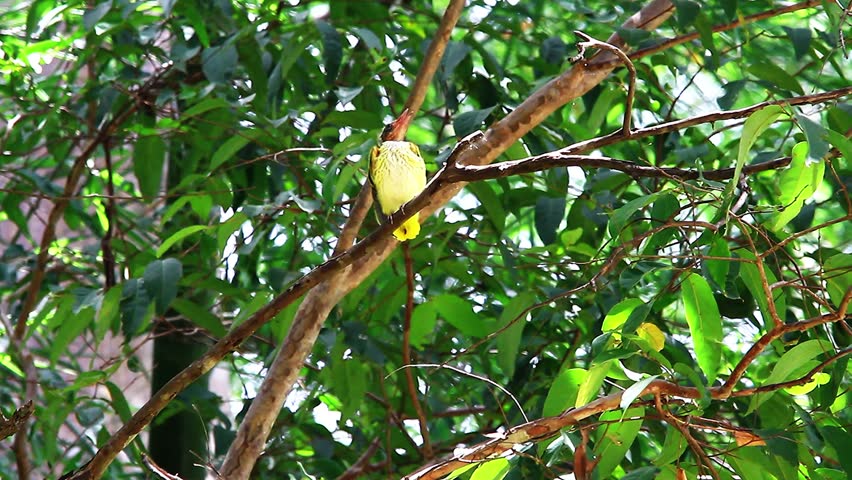 Header of naped