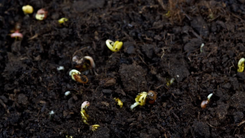 radish germination 