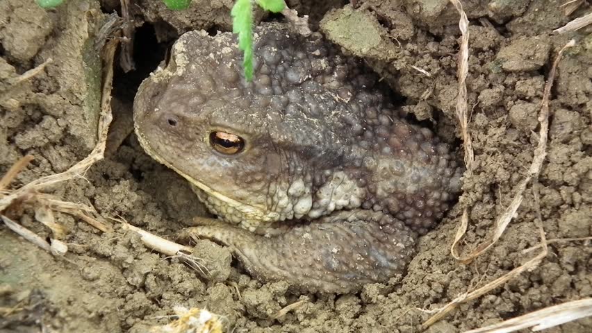 Toad buried in the ground.