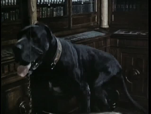 Close-up Great Dane sitting on chair