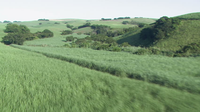 Sugarcane aerial 3