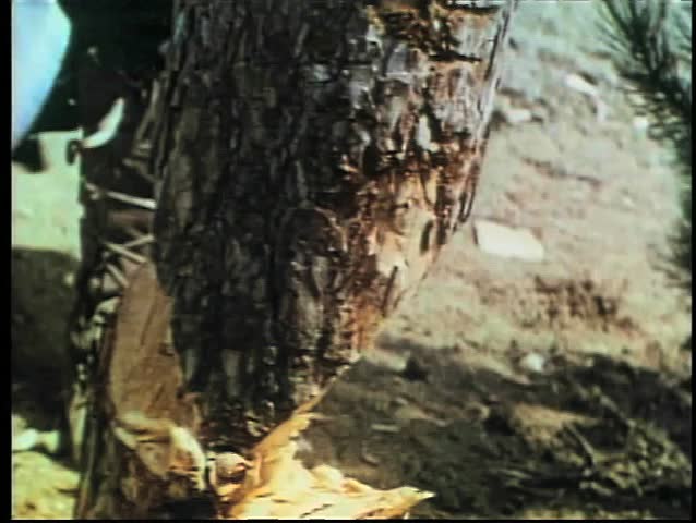 Chopping down tree