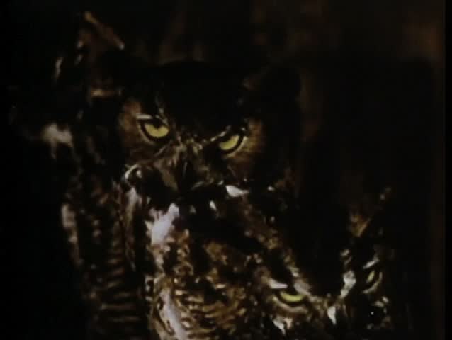 Three owls and bush baby in tree