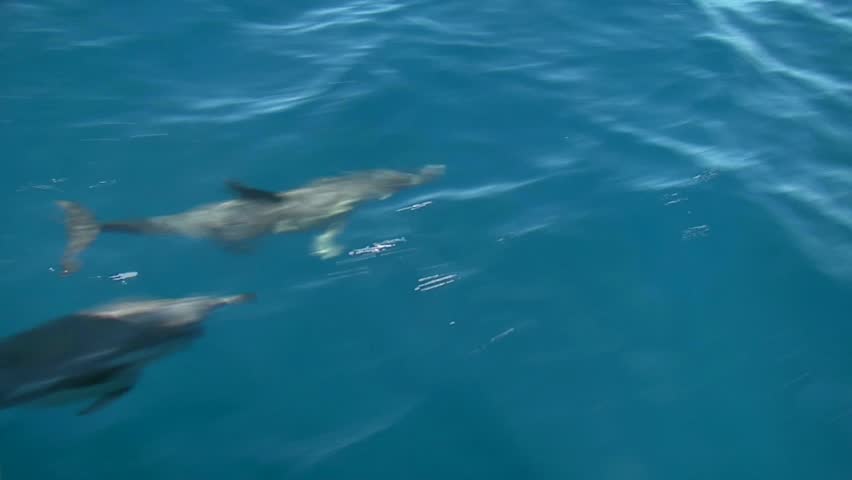 View from the boat of Dolphins swimming under the bow of the boat, In the Bay of Islands and seen all year round 