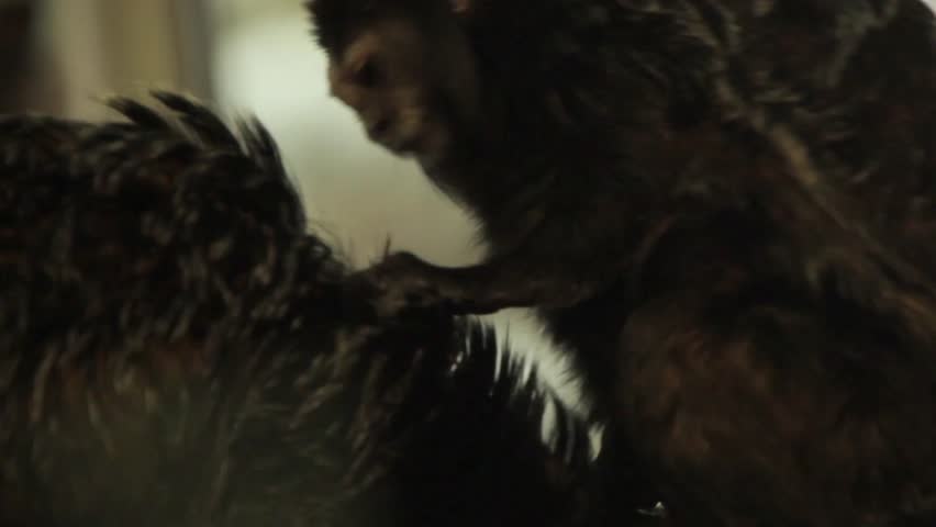 A monkey eats the bugs from the other monkeys head