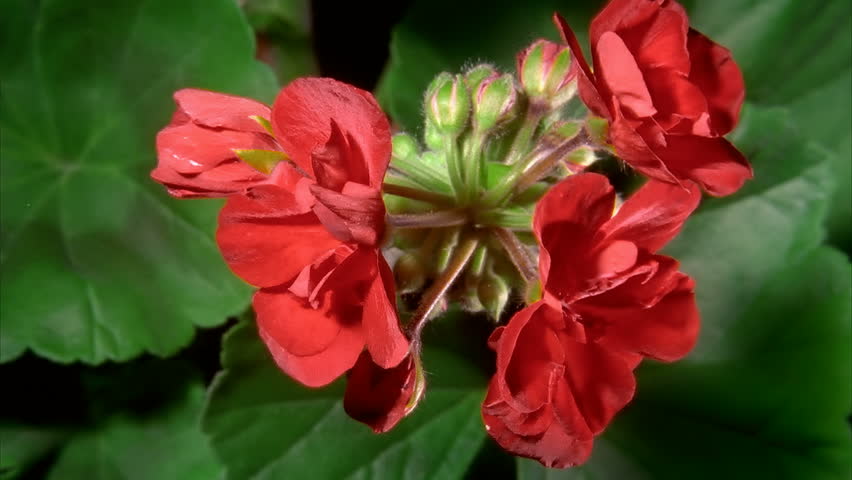 Red Geranium Flowers Blooming in Time-lapse