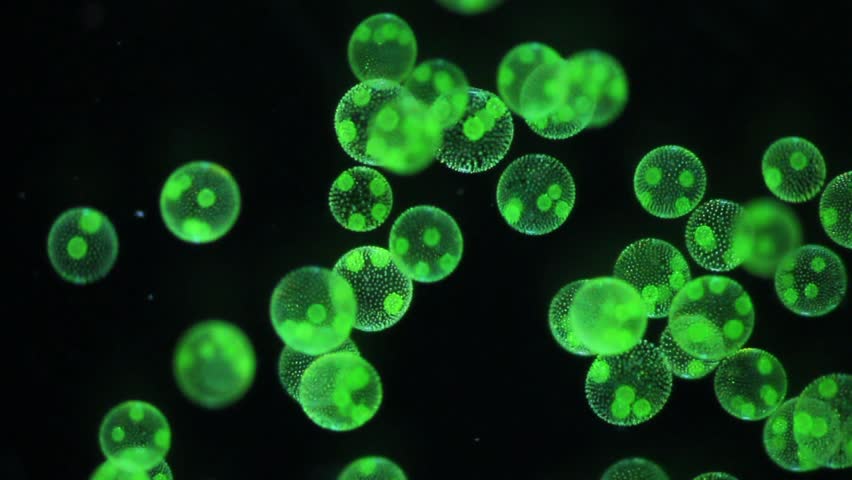 Volvox aureus - rotating colonies - darkfield