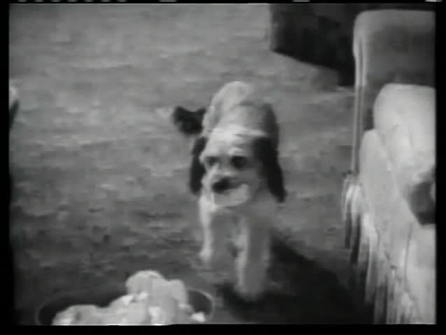 Dog bringing crumpled paper to wastepaper basket