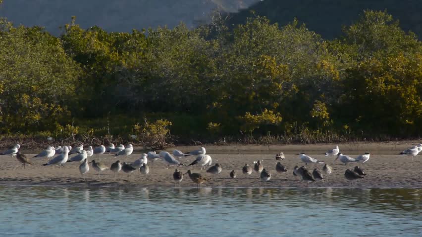 Seabirds preen on a sandbar in front of mangroves in an estuary