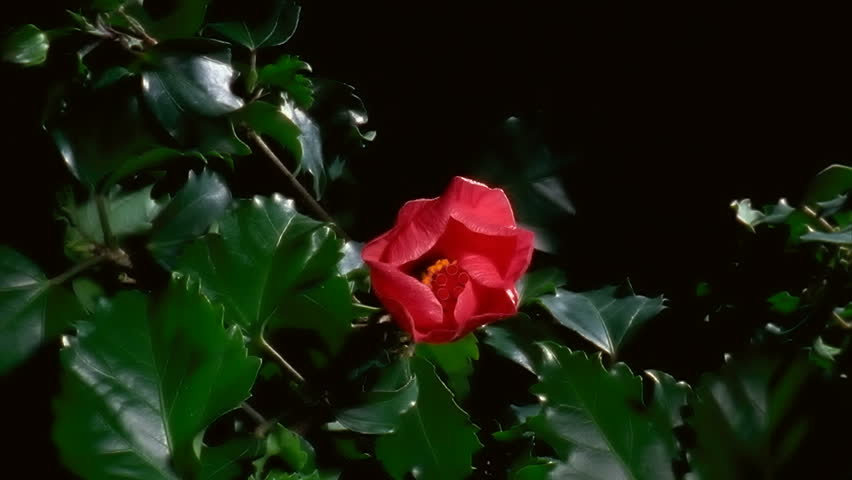 Red Hibiscus Flower Blooming in Time-lapse