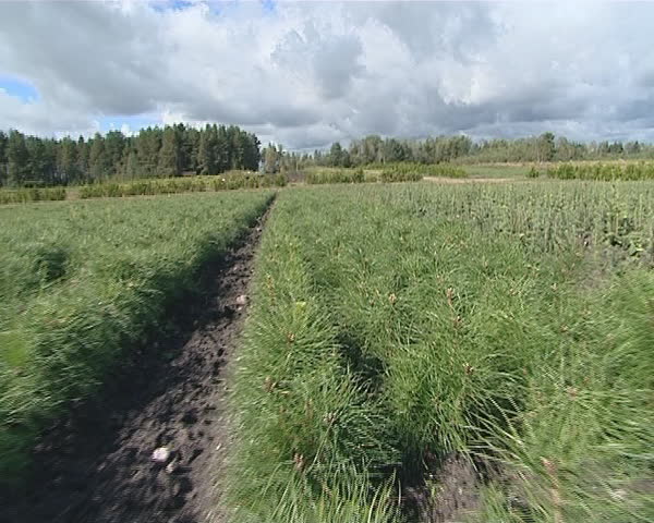 Walking between young pine tree saplings. Forest planting. 